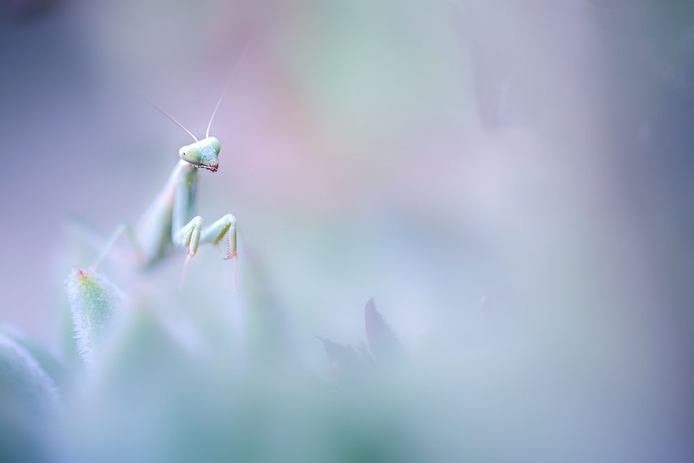 IGPOTY Melchiorre Pizzitola mantis