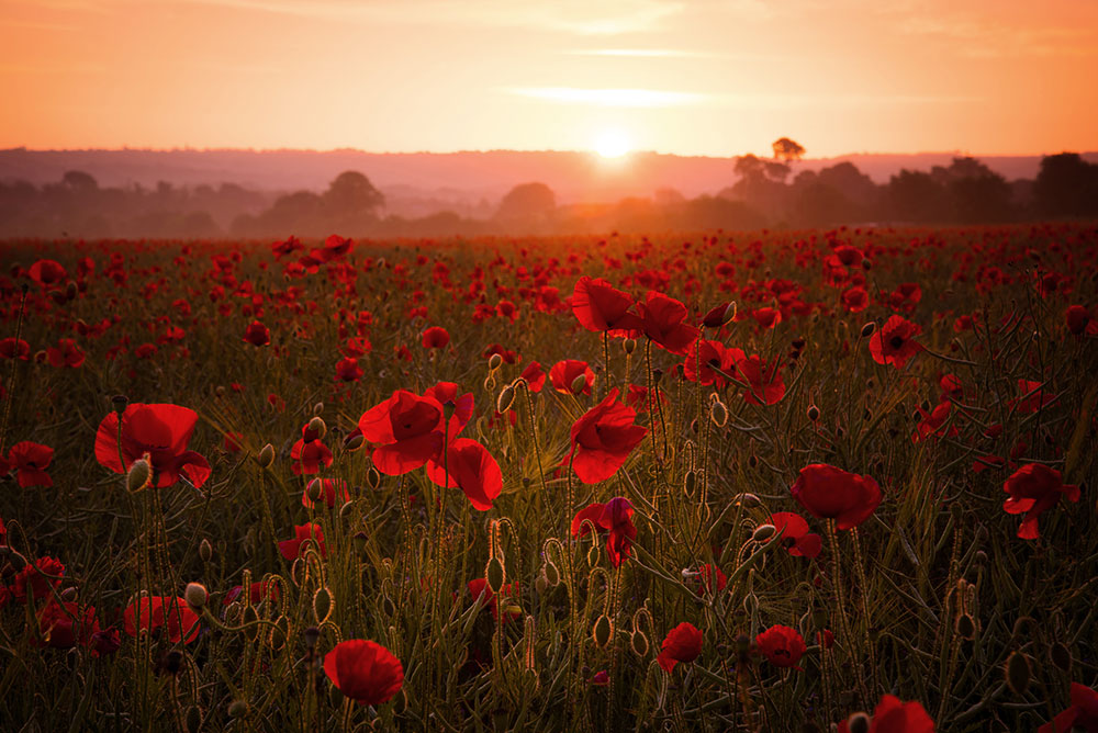 IGPOTY Simon Lea blood-red poppies