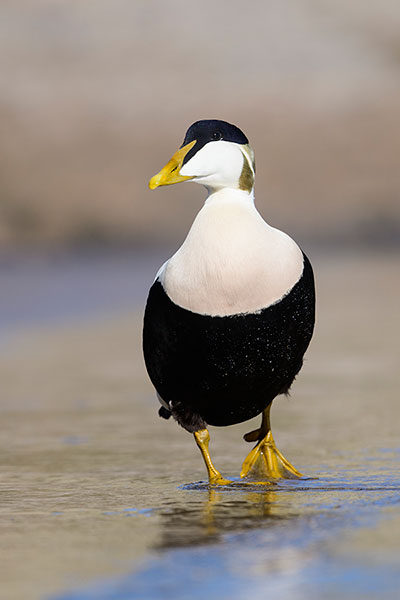 Male Eider