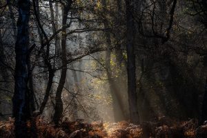 Woodlands photography