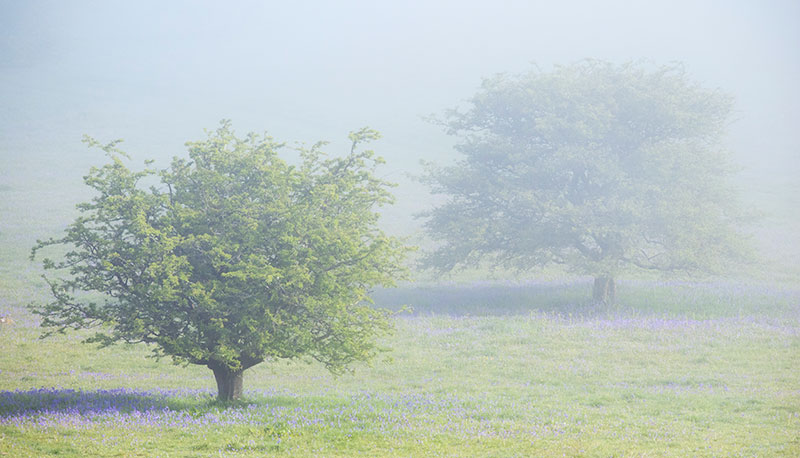 Cliches Dartmoor