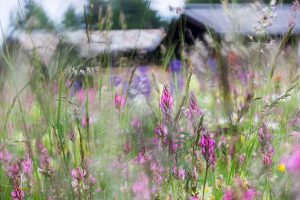 Spring flowers