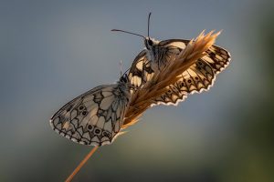 Spring insects