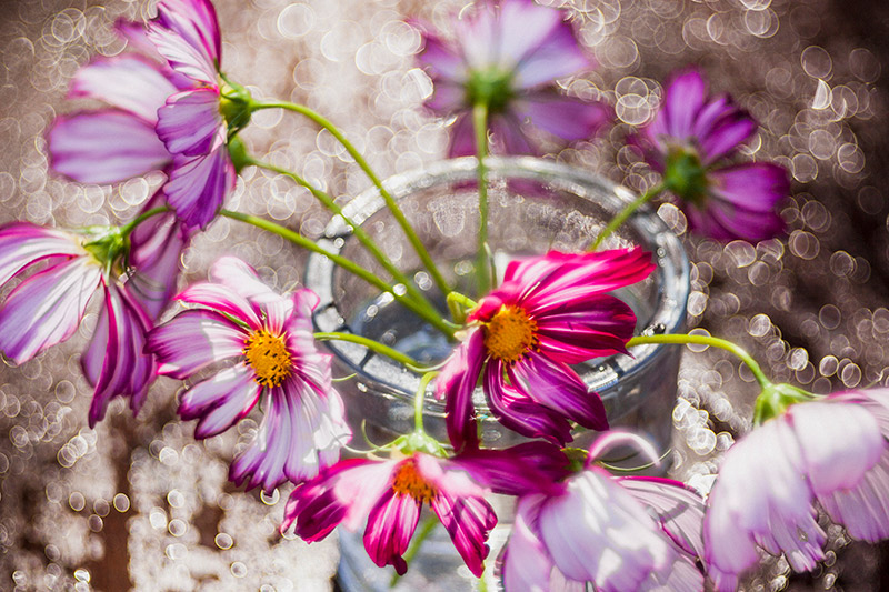 spring flowers bokehlicious