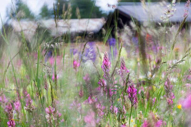 spring flowers change perspective