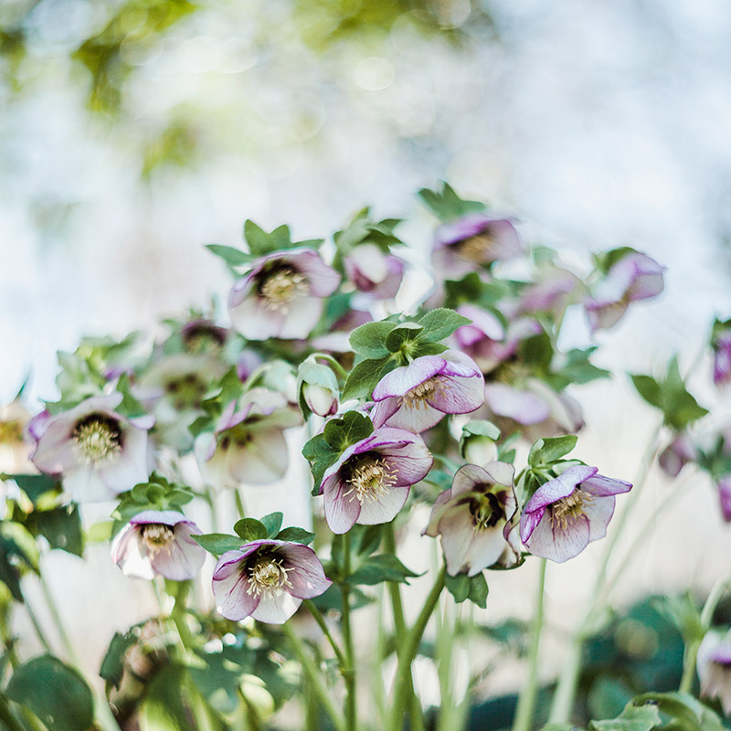 spring flowers slow photography