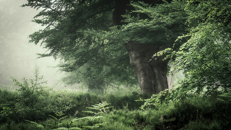 spring landscapes stay local