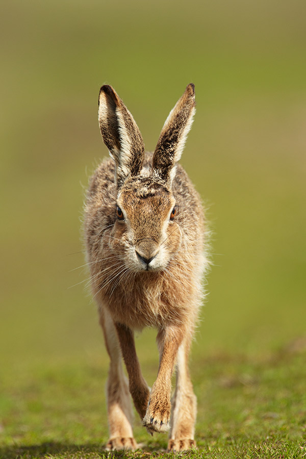 spring wildlife get up early