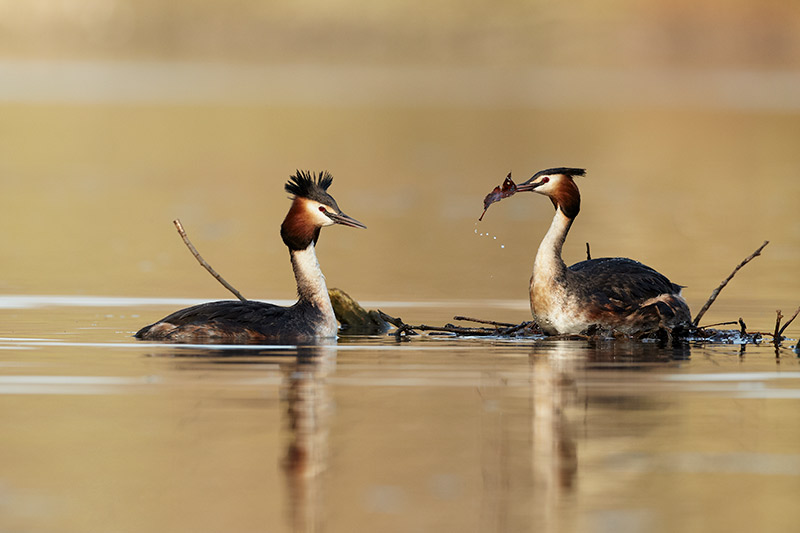 spring wildlife watch behaviour