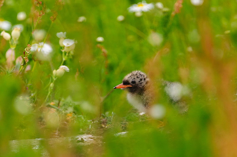 Arctic tern chick