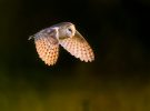 Barn Owl in flight