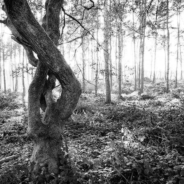 Mirrorless creative use of exposure