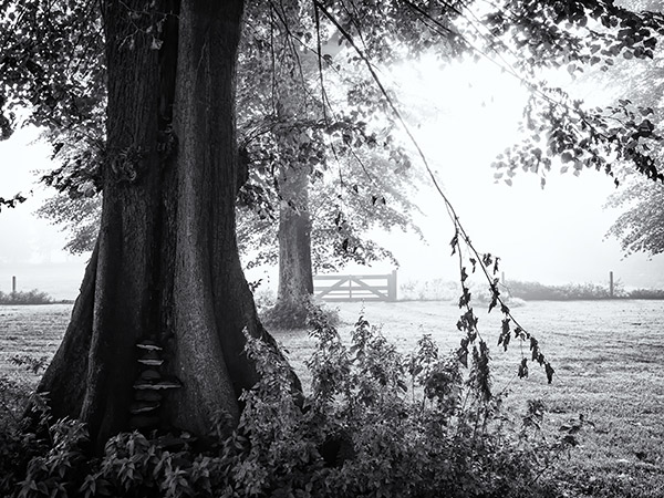 Panasonic Lumix GH3 Paul Beentjes