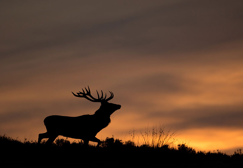 Wildlife photo ethics deer