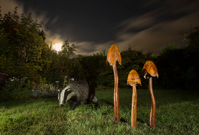 Wildlife photo ethics food dependency