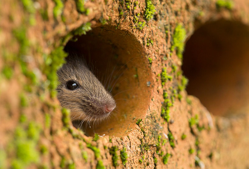 Wildlife photo ethics food waste