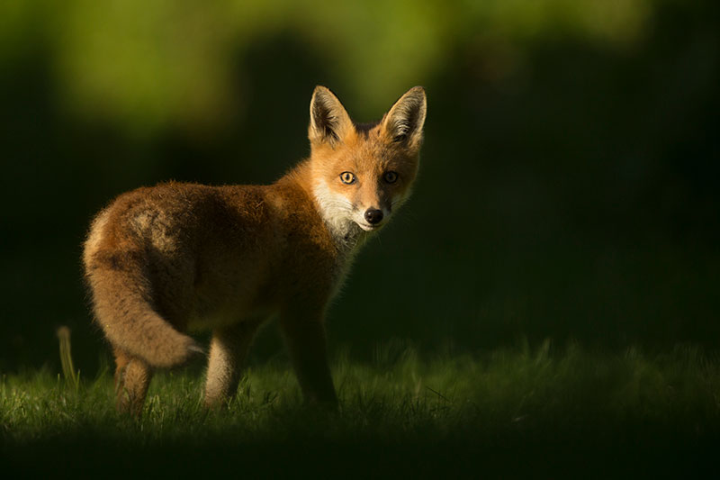 Wildlife photo ethics fox