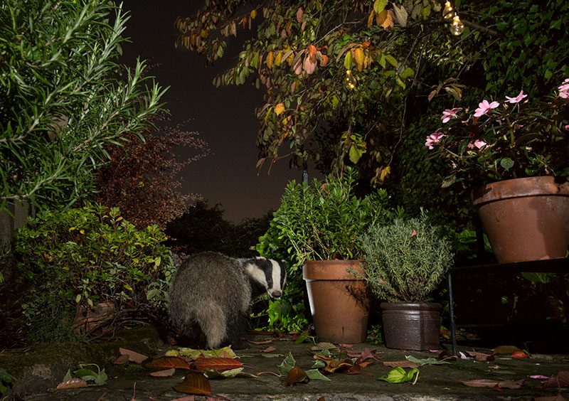 Wildlife photo ethics nutritional food