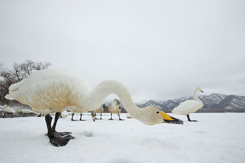 Wildlife photo ethics swans