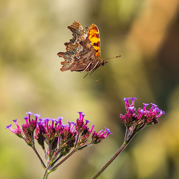 Andrew Fusek Peters Comma butterfly