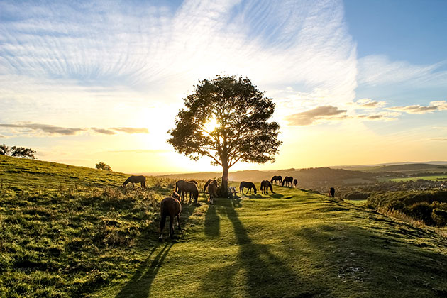 Joe James Pony heaven