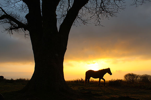 Joe James Pony silhouette