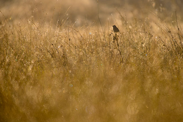 Lighting bird through dewy grass