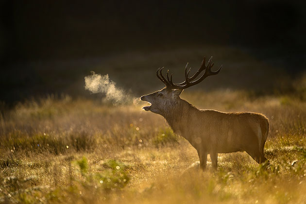 Lighting deer