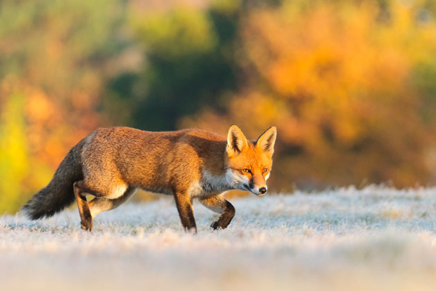 Lighting fox