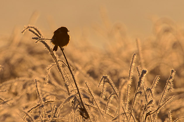 Lighting frost