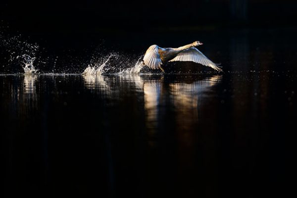 How To Get Great Lighting For Your Wildlife Shots How To Get Great Lighting For Your Wildlife Shots