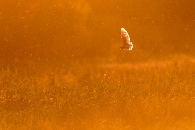Lighting owl why it works