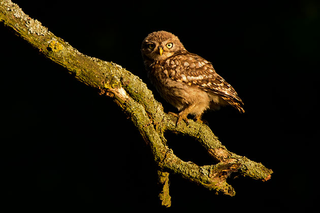 Lighting owl
