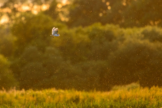 Lighting owls