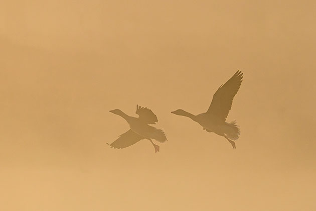 Lighting waterfowl