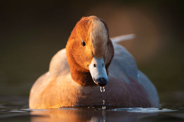 Waterfowl Eurasian widegeon