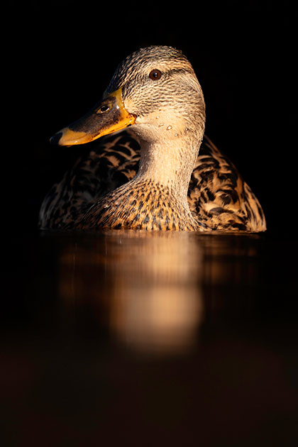 Waterfowl mallard