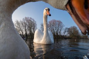 Waterfowl swans