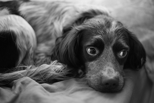 John Harrison dog
