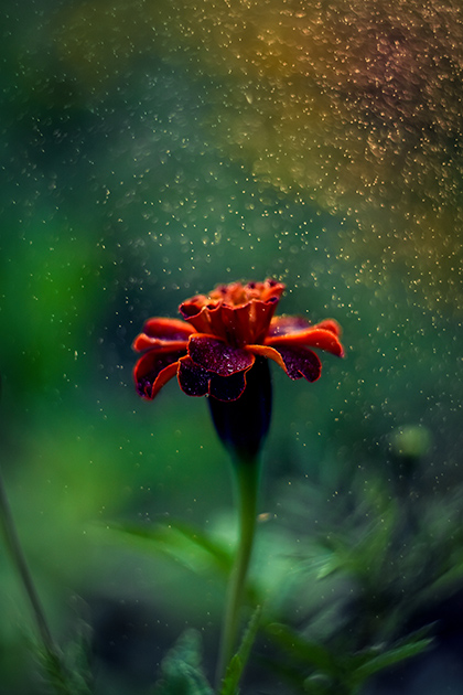 Klaudia Eysymontt flower
