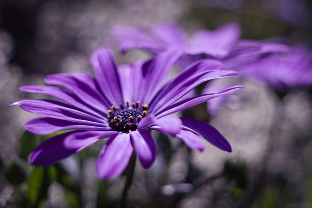 Molly Hollman flowers