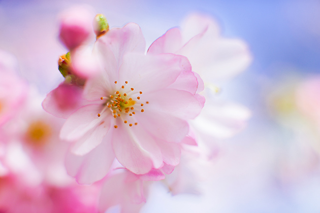 Richard Sibley flowers