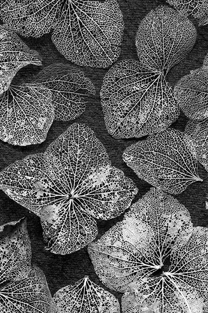 Macro leaves