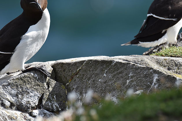 Photo disasters Claudia Popescu puffins