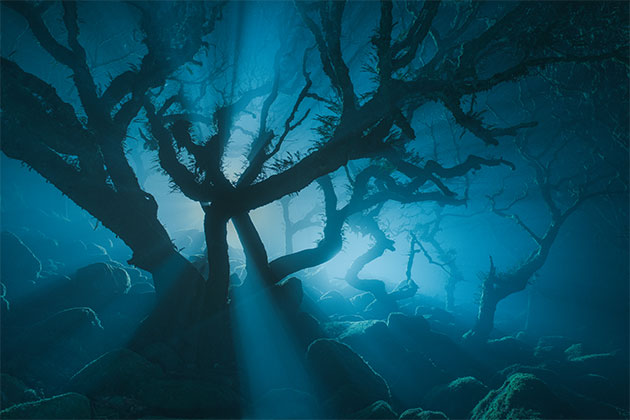 Woodlands Hope
