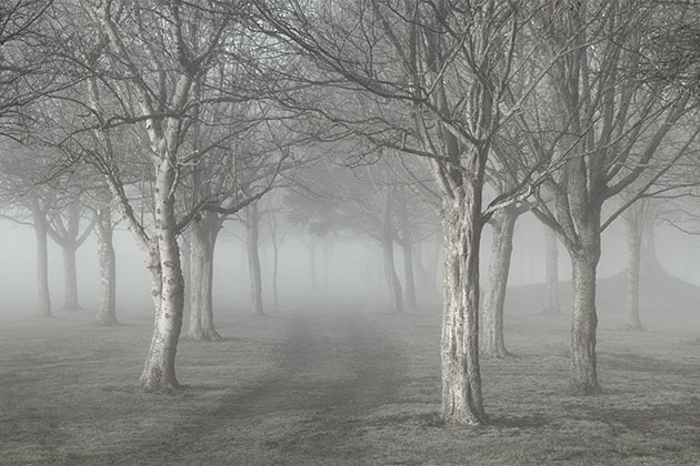 Woodlands Organisation