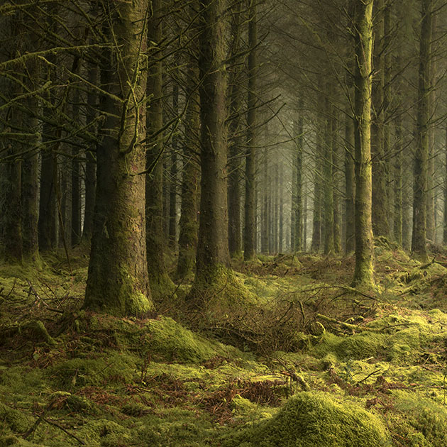 Woodlands mosy woods