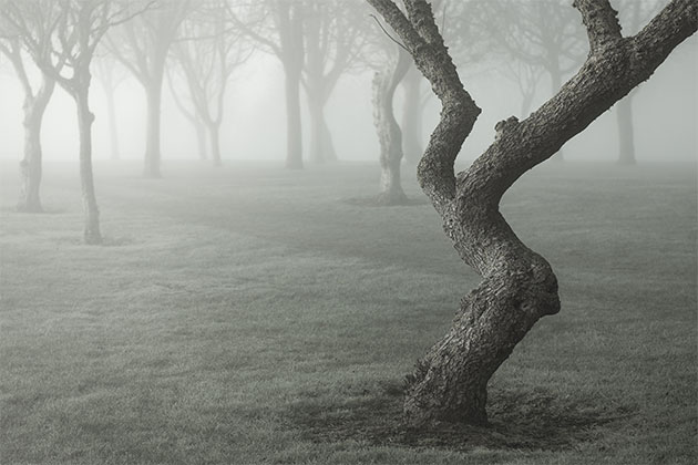Woodlands simplifying a scene