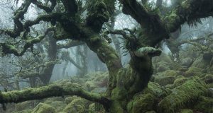 woodlands tangled