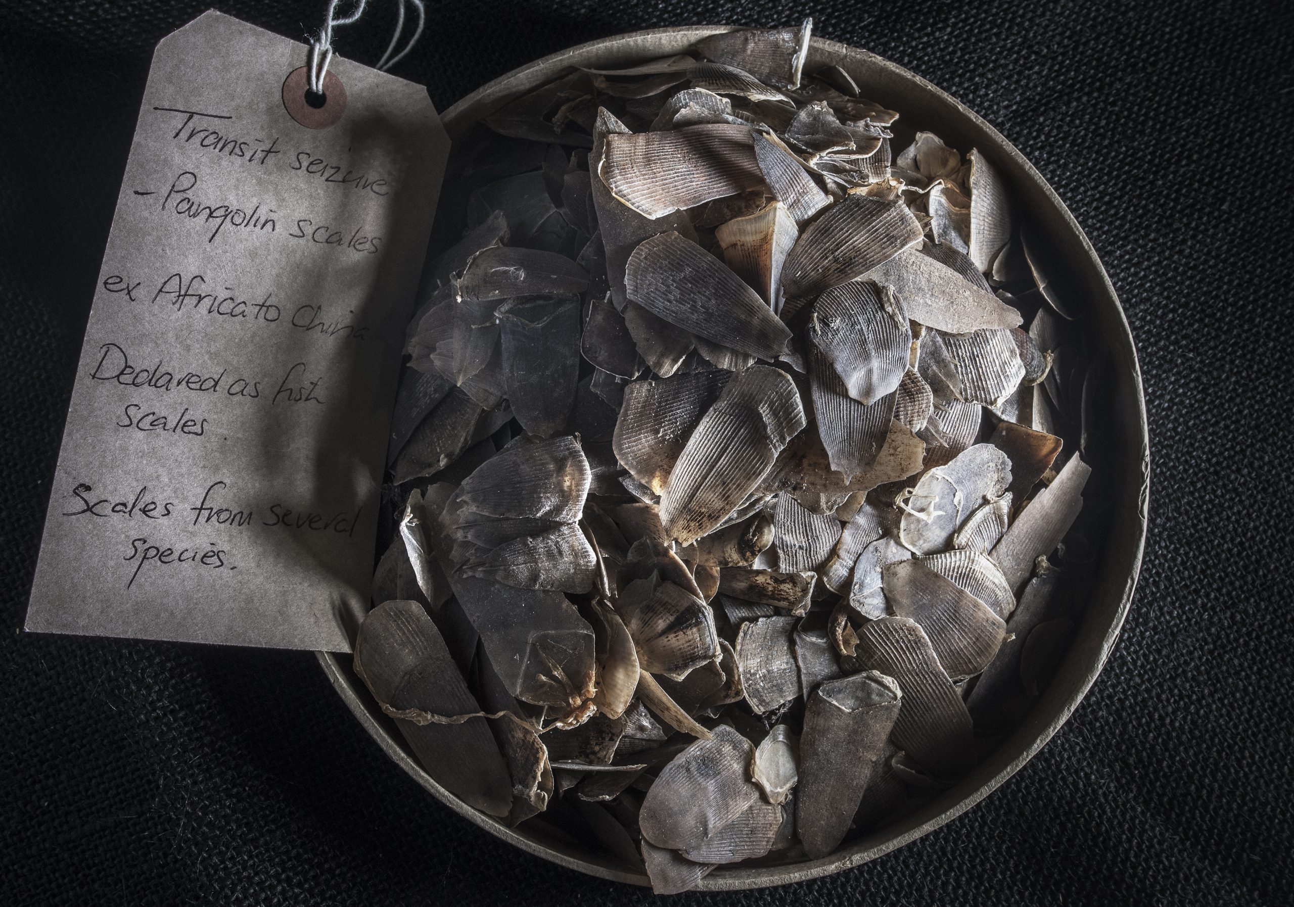 Pangolin scales seized in transit from Africa to China, at Heathrow Airport